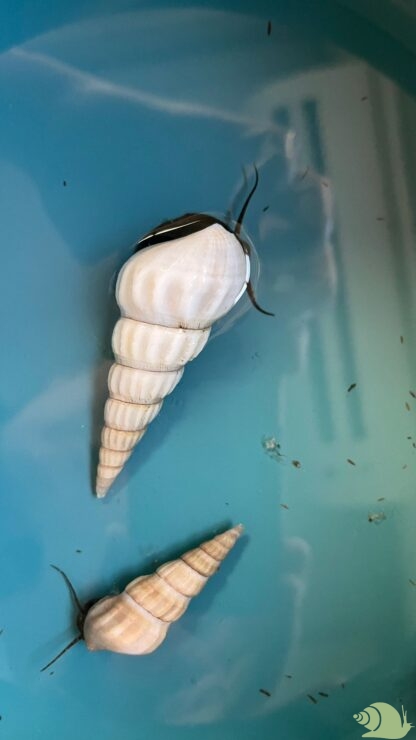Brotia Herculea White - Afbeelding 2