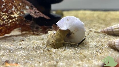 Brotia Herculea White - Afbeelding 3