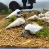 Brotia Herculea White