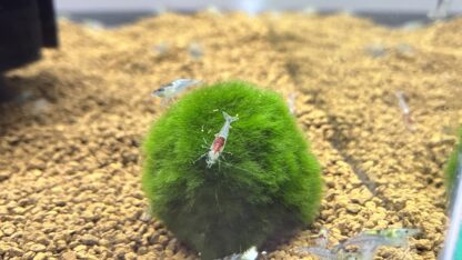 Neocaridina Blue Rilli - Afbeelding 2