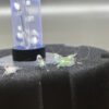 Neocaridina Blue Rilli