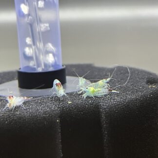 Neocaridina Blue Rilli