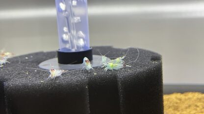 Neocaridina Blue Rilli