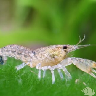 Cambarellus Diminitus (blauwe dwergkreeft)