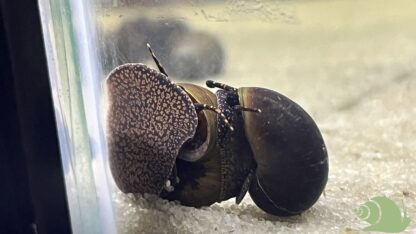 Filopaludina sp. Yellow spot
