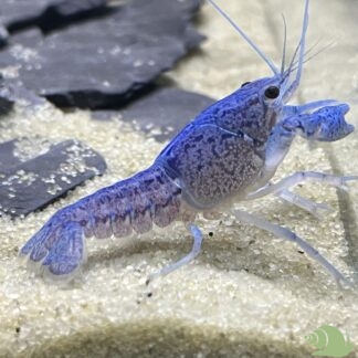 Procambarus Alleni (blauwe Florida Kreeft)