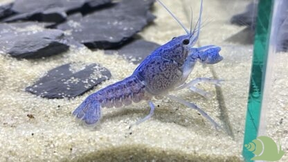 Procambarus Alleni (blauwe Florida Kreeft)