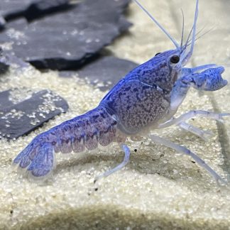 Procambarus Alleni (blauwe Florida Kreeft)