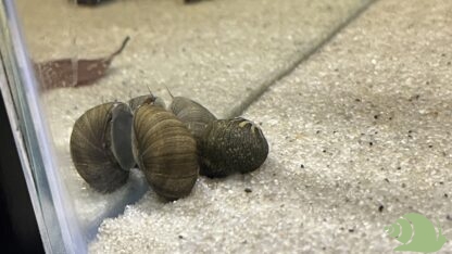 Clithon Corona Sun snail
