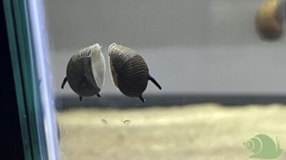 Clithon Corona Sun snail - Afbeelding 2