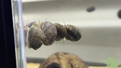 Clithon Corona Sun snail - Afbeelding 3