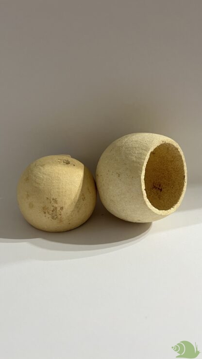 Bell Cup naturel