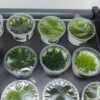 Bucephalandra sp. Needle Leaf (Naaldblad) In Vitro - Afbeelding 2