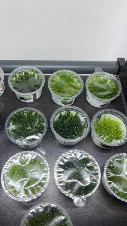 Bucephalandra sp. Needle Leaf (Naaldblad) In Vitro - Afbeelding 2