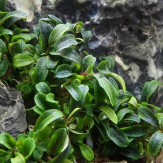 Bucephalandra sp. Needle Leaf (Naaldblad) In Vitro