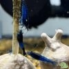 Neocaridina Heteropoda Blue Diamond - Afbeelding 2