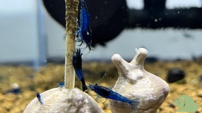 Neocaridina Heteropoda Blue Diamond - Afbeelding 2