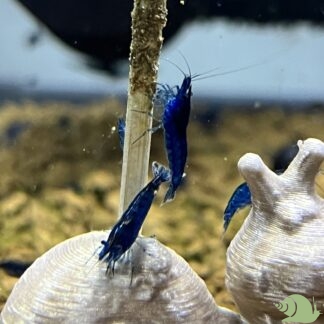 Neocaridina Heteropoda Blue Diamond