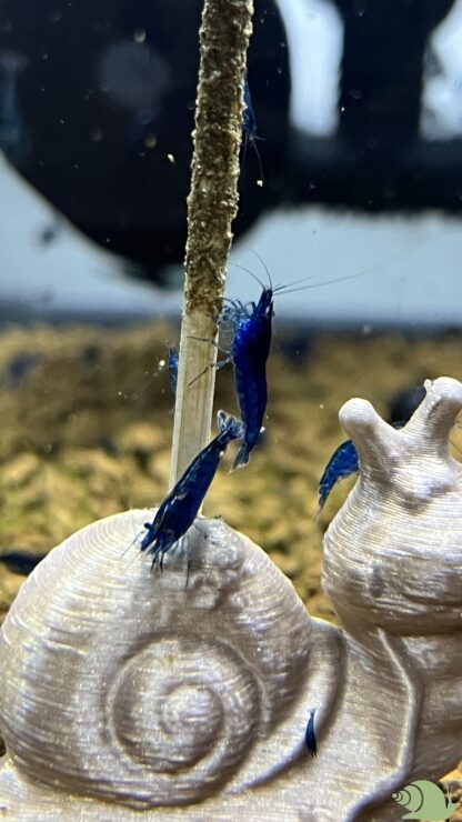 Neocaridina Heteropoda Blue Diamond