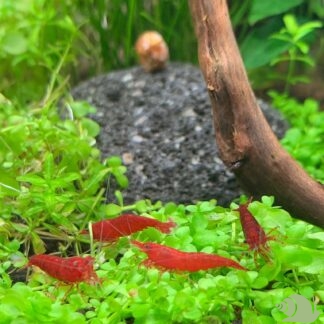 Neocaridina Davidi Bloody Mary