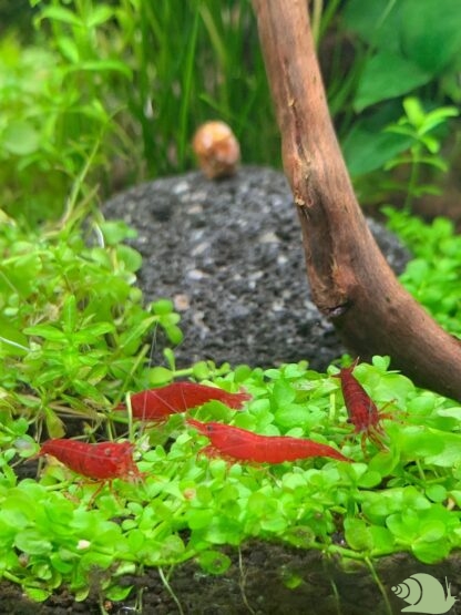 Neocaridina Davidi Bloody Mary