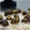 Neritina zebra snail - Afbeelding 2