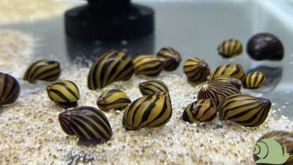 Neritina zebra snail - Afbeelding 2