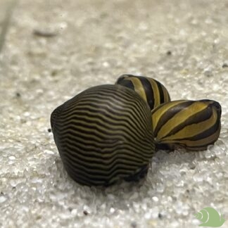 Neritina zebra snail