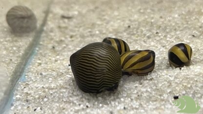 Neritina zebra snail