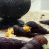 tylomelania SP Orange - Afbeelding 3