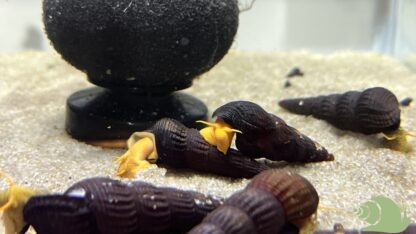 tylomelania SP Orange - Afbeelding 3