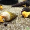 tylomelania SP Orange - Afbeelding 2