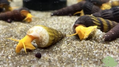 tylomelania SP Orange - Afbeelding 2