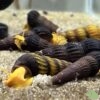 tylomelania SP Orange