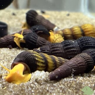 tylomelania SP Orange