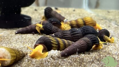 tylomelania SP Orange