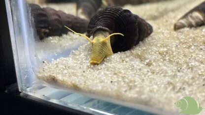 Tylomelania Yellow Poso Snail
