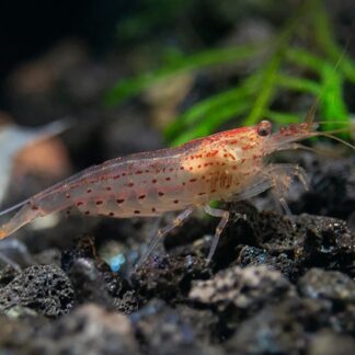 Oranje amano garnaal (Caridina Multidentata Orange)
