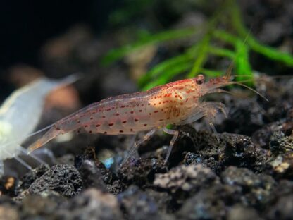 Oranje amano garnaal (Caridina Multidentata Orange)