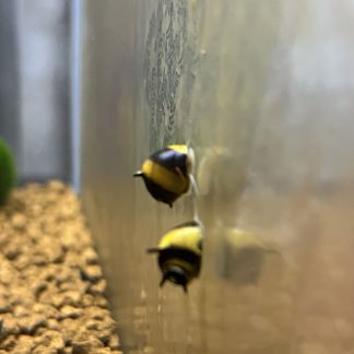 Clithon diadema (yellow horn snail)