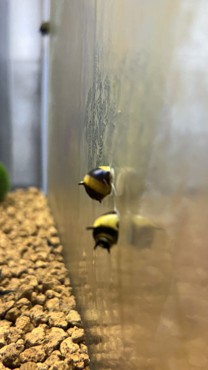 Clithon diadema (yellow horn snail)