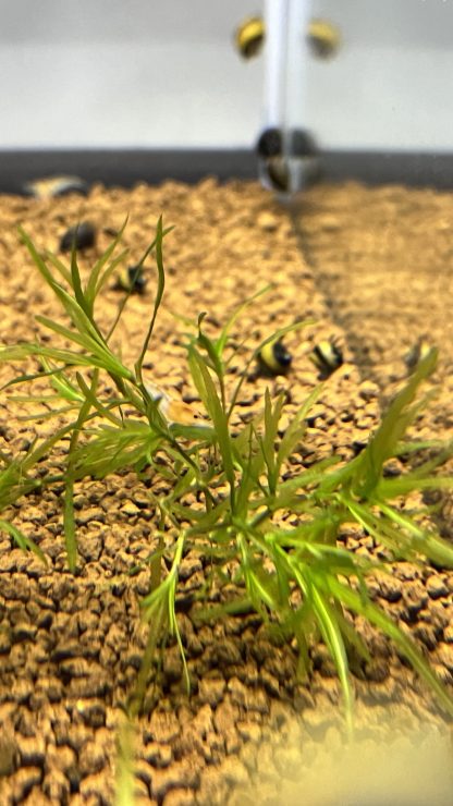Clithon diadema (yellow horn snail) - Afbeelding 2