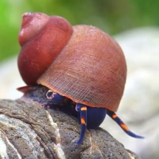 Notopala SP. Blue Berry