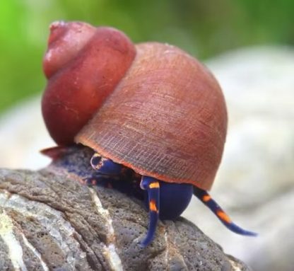 Notopala SP. Blue Berry