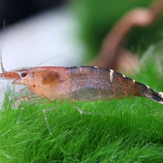Cardina CF. babaulti "Malaya"