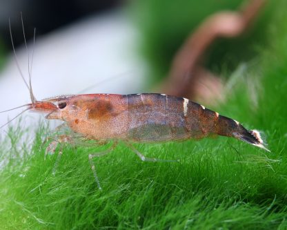 Cardina CF. babaulti "Malaya"