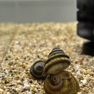 Taia Naticodides (pianoslak)