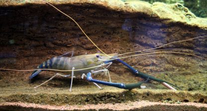 Macrobrachium Rosenbergii ( blauwe reuzen garnaal ) - Afbeelding 2