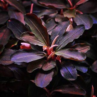Bucephalandra sp. 'Theia Red' - In Vitro Cup
