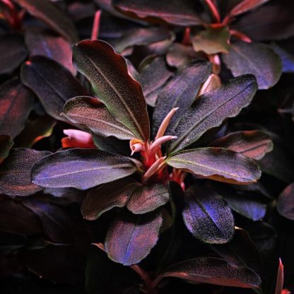 Bucephalandra sp. 'Theia Red' - In Vitro Cup